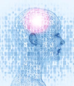 Brain